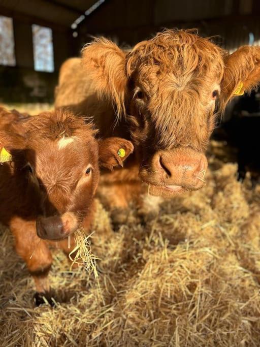 Highland Rural Farm Retreat,Loch Ness, Nc500, Beauly Villa Inverness Kültér fotó